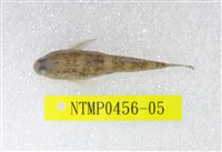 藏品(椰子黑鰕虎)的圖片